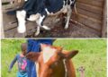 ONC, From One Calf to Sustainable Income: How PDM is Transforming Lives in Njara Ward 