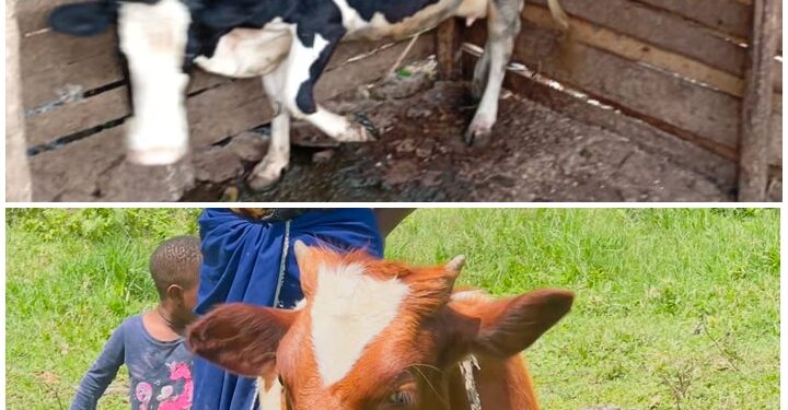 ONC, From One Calf to Sustainable Income: How PDM is Transforming Lives in Njara Ward 