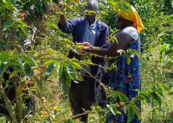 PDM Success Story At 78, Rukiga Farmer Turns Shs1 Million PDM Support into a Thriving Irrigated Coffee Enterprise