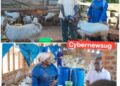 ONC’s Moblization, How Luwero Farmers Are Turning PDM Funds into Sustainable Businesses and Household Income