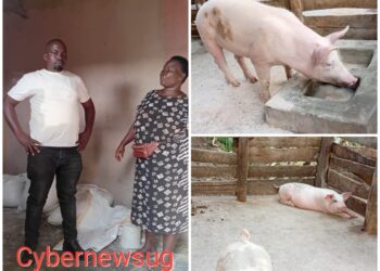 PDM Success Earns Kabarole Farmer Leadership Role as She Inspires Wealth Creation in Kiko Ward
