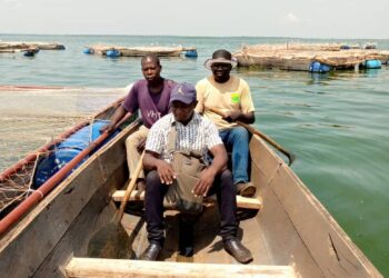 Good News, How 25 PDM Beneficiaries Turned UGX 25 Million into a Thriving Fish Farming Enterprise in Mayuge