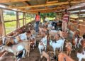 Success Journey, From Alcohol Abuse to Community Livestock Champion: How PDM Helped Eceru Simon Rebuild His Life