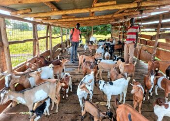 Success Journey, From Alcohol Abuse to Community Livestock Champion: How PDM Helped Eceru Simon Rebuild His Life