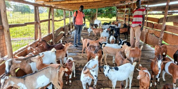 Success Journey, From Alcohol Abuse to Community Livestock Champion: How PDM Helped Eceru Simon Rebuild His Life