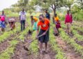 Tension, Uganda Farmers Face Growing Pressure to Adapt as Climate Risks Intensify