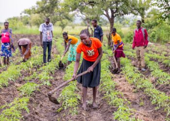 Tension, Uganda Farmers Face Growing Pressure to Adapt as Climate Risks Intensify