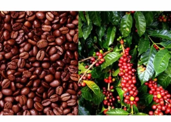 Uganda’s Coffee Industry Looks to Innovation and Global Markets for Growth