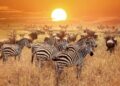 Your Dream Serengeti: Tanzania’s iconic plains continue to define African safari tourism